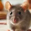 Ratas