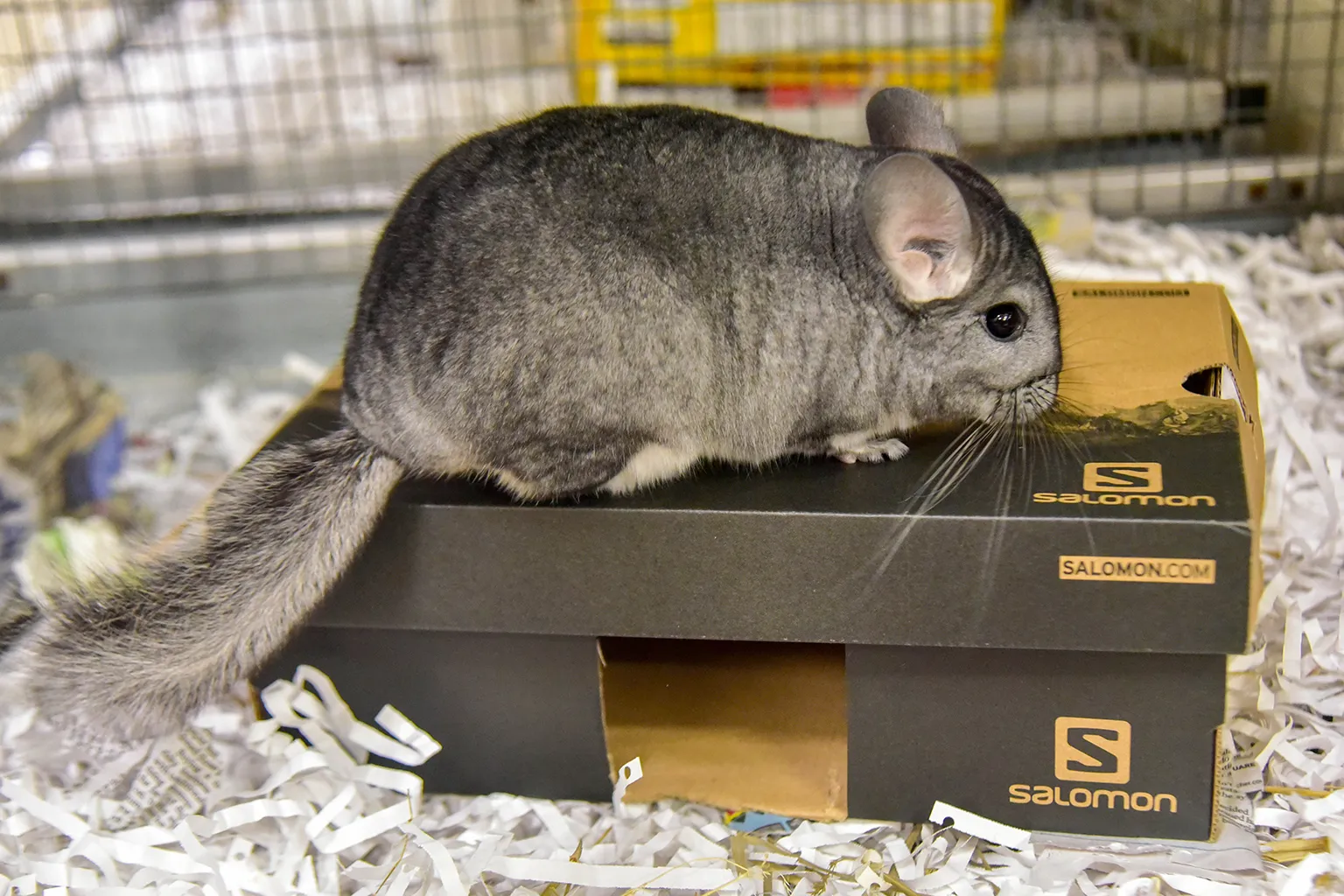 chinchilla a gogo 23