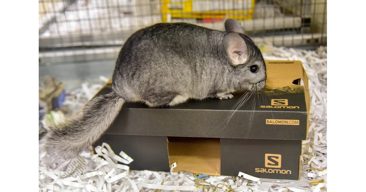 chinchilla  a gogo 23