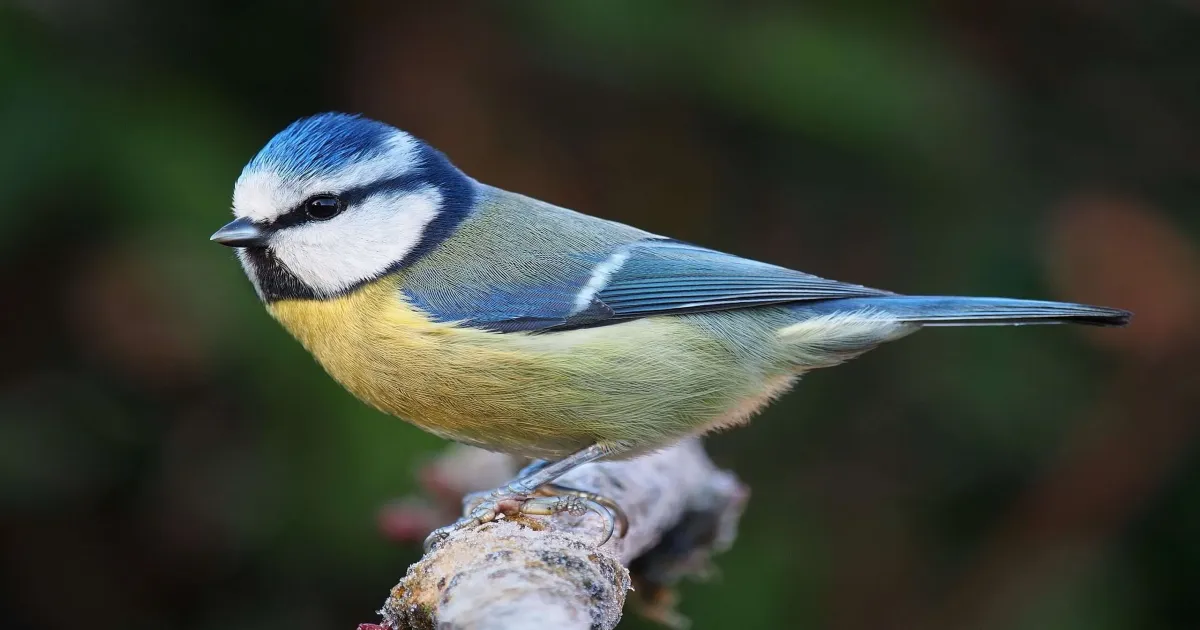 PAJARO 1