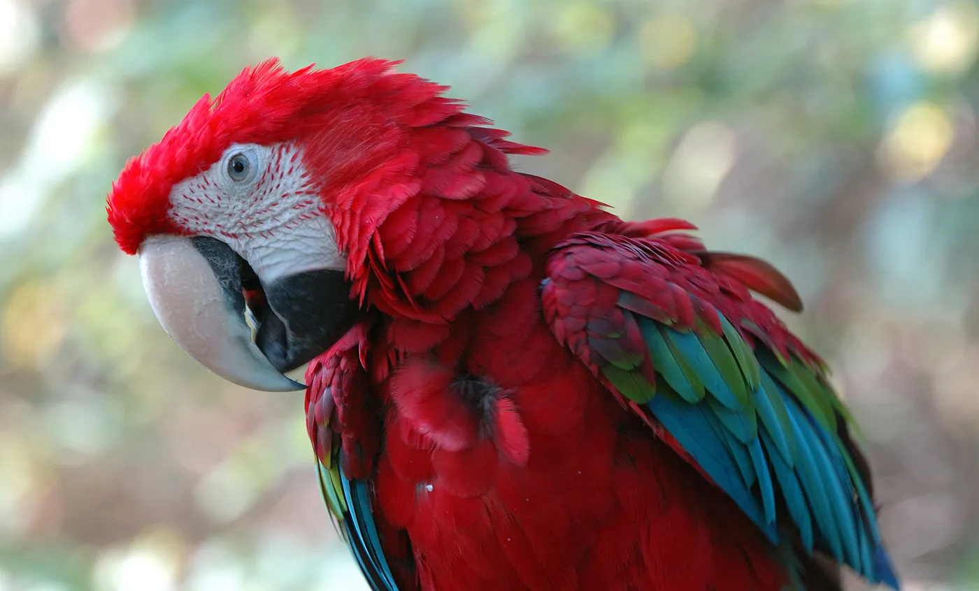 PAJARO 3
