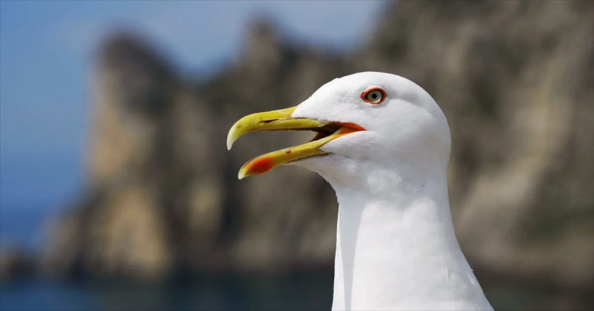 Pajaro 4