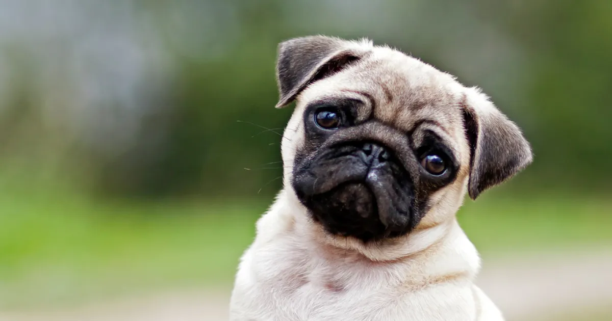 Perritos 1