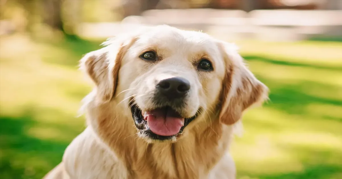 Perritos 2