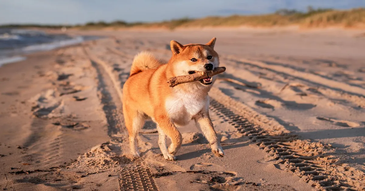 Perrito 4