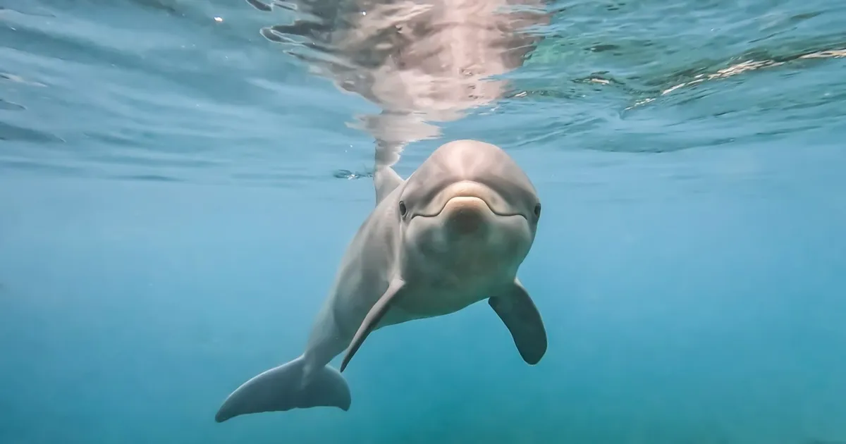 Paseo en barco viendo DELFINES