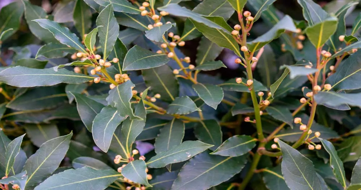 Lazos de laurel